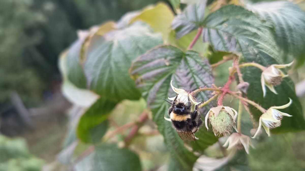 Abejorro polinizando flores de frambuesa
