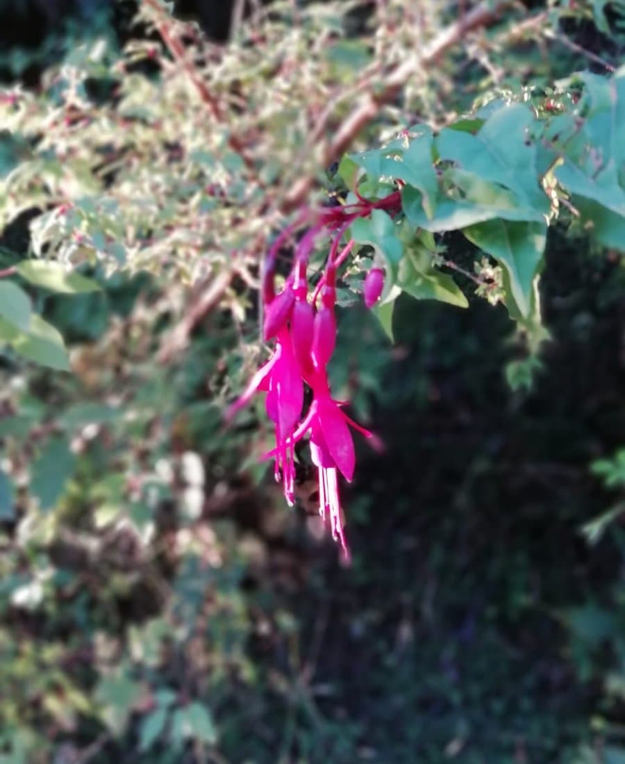 Chilco (Fuchsia magellanica), flor nativa del sur de Chile