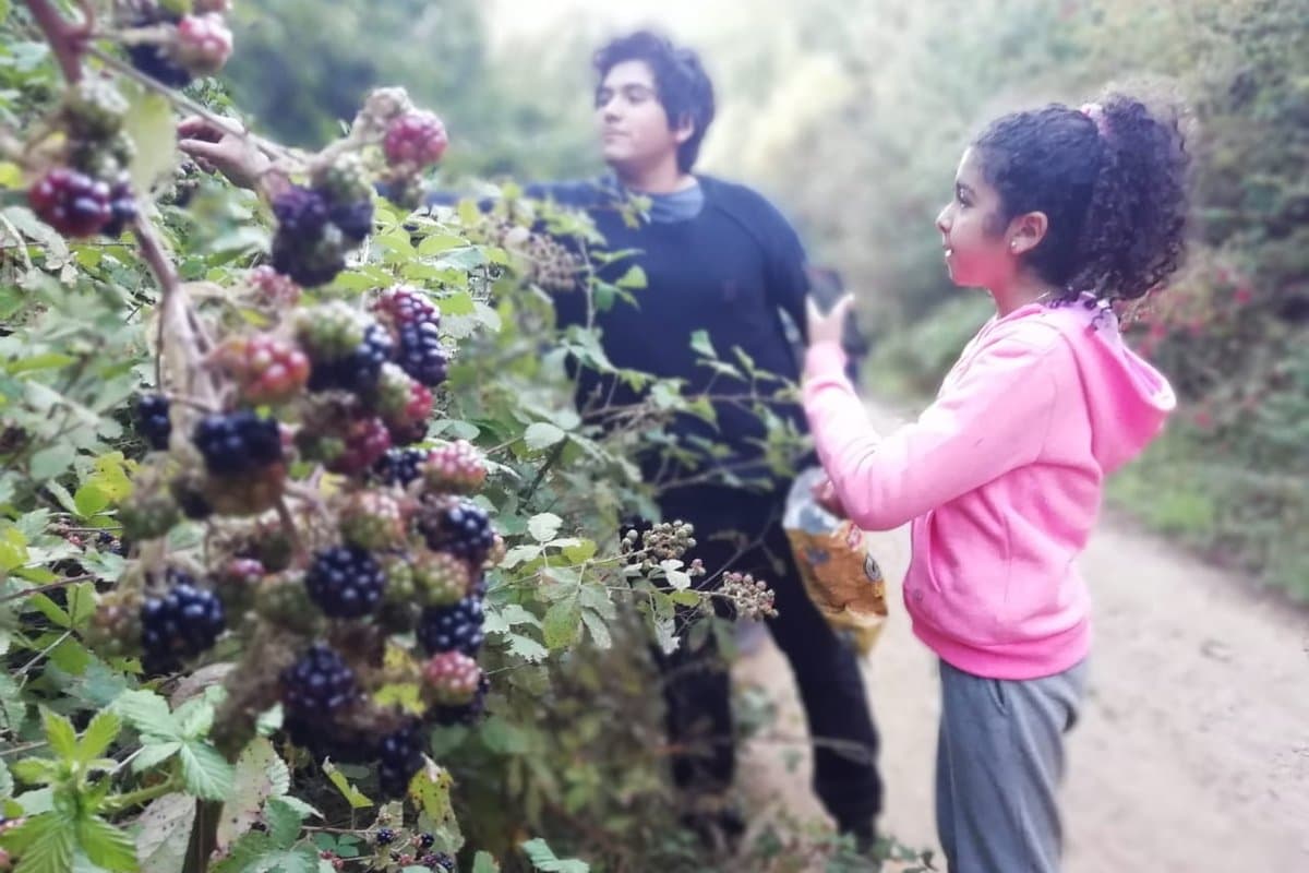 Recolección de moras silvestres a mano, en familia