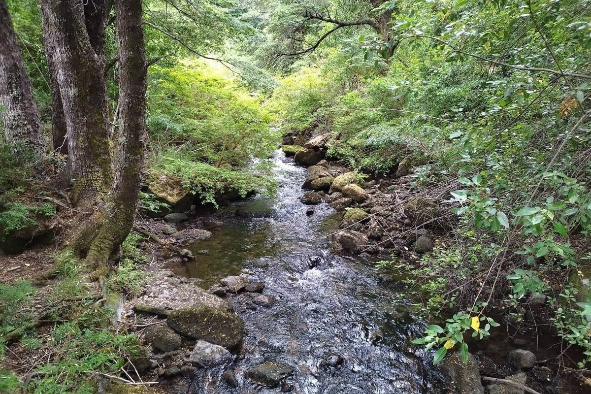 Río de la selva valdiviana en el sector de Runca, Máfil