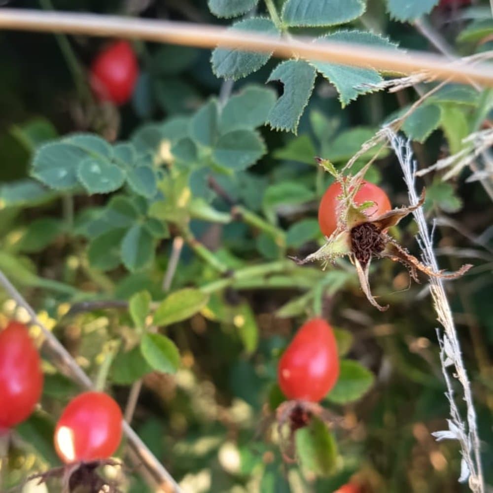 Mermelada de Rosa mosqueta — Mermelada Orgánica de Rosa Mosqueta
